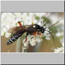 Ctenichneumon panzeri - Schlupfwespe m03c 12mm - OS-Hellern-Wiese-fdet02.jpg